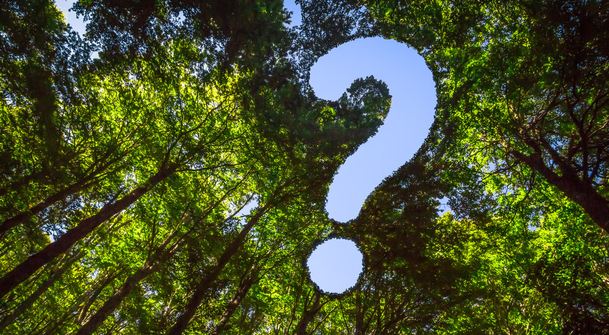 The Canopy of this Forest has a Hole in the Shape of a Question Mark